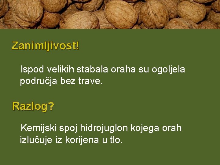 Zanimljivost! Ispod velikih stabala oraha su ogoljela područja bez trave. Razlog? Kemijski spoj hidrojuglon