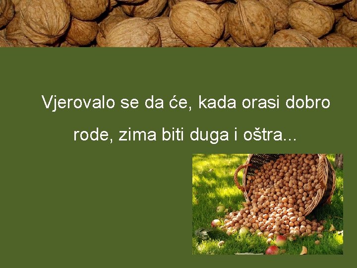 Vjerovalo se da će, kada orasi dobro rode, zima biti duga i oštra. .