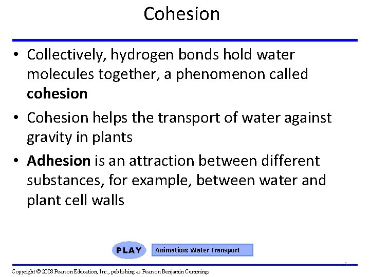 Cohesion • Collectively, hydrogen bonds hold water molecules together, a phenomenon called cohesion •