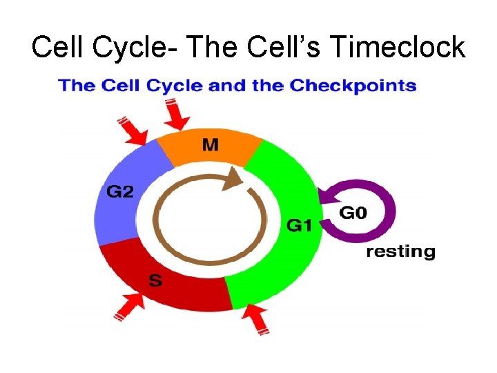 Cell Cycle- The Cell’s Timeclock 