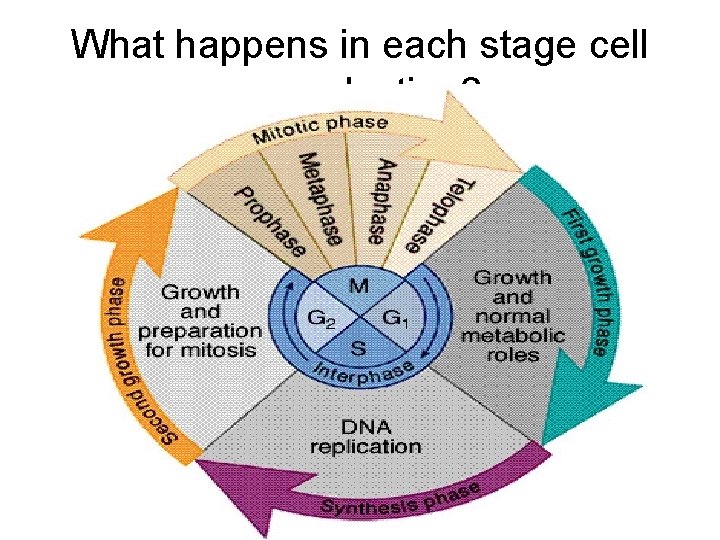 What happens in each stage cell reproduction? 
