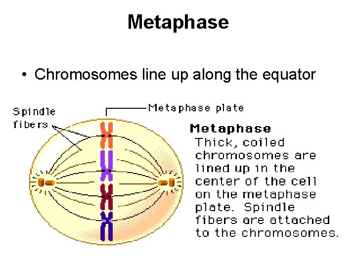 Metaphase • Chromosomes line up along the equator 