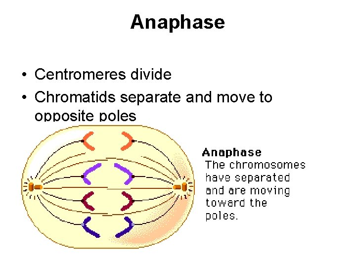 Anaphase • Centromeres divide • Chromatids separate and move to opposite poles 