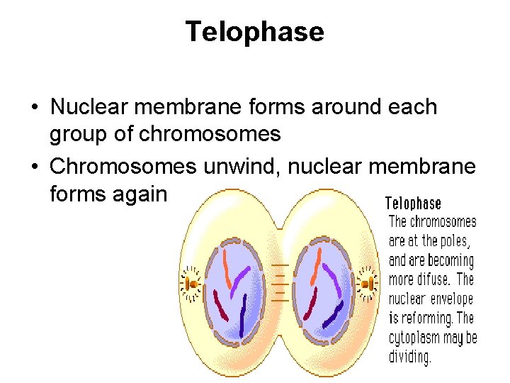 Telophase • Nuclear membrane forms around each group of chromosomes • Chromosomes unwind, nuclear