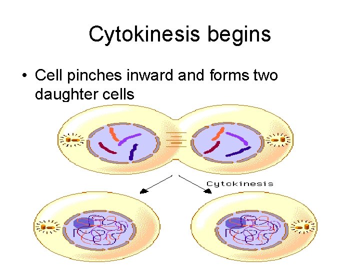 Cytokinesis begins • Cell pinches inward and forms two daughter cells 