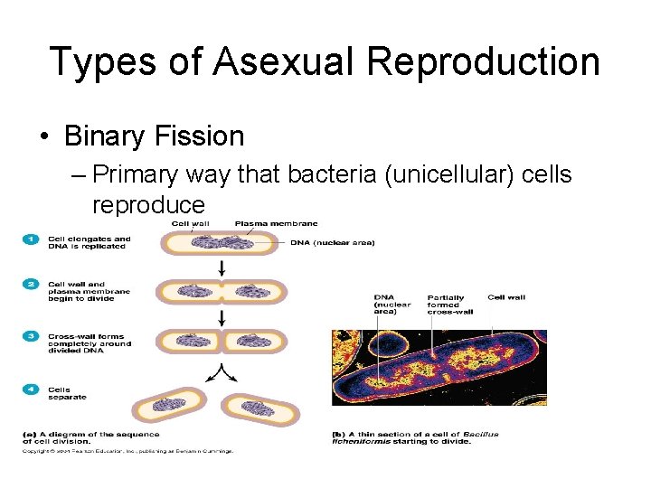 Types of Asexual Reproduction • Binary Fission – Primary way that bacteria (unicellular) cells