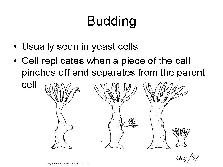 Budding • Usually seen in yeast cells • Cell replicates when a piece of