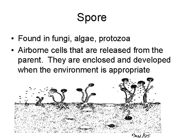 Spore • Found in fungi, algae, protozoa • Airborne cells that are released from