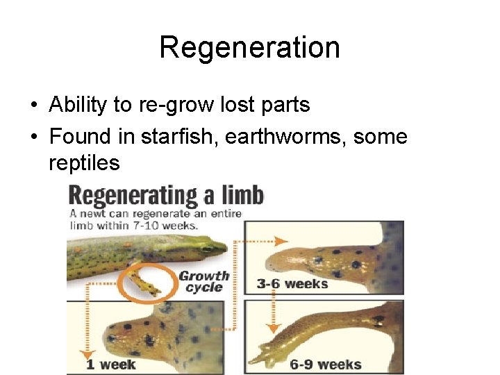 Regeneration • Ability to re-grow lost parts • Found in starfish, earthworms, some reptiles