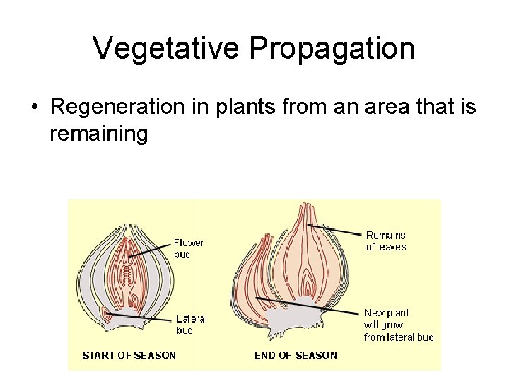 Vegetative Propagation • Regeneration in plants from an area that is remaining 