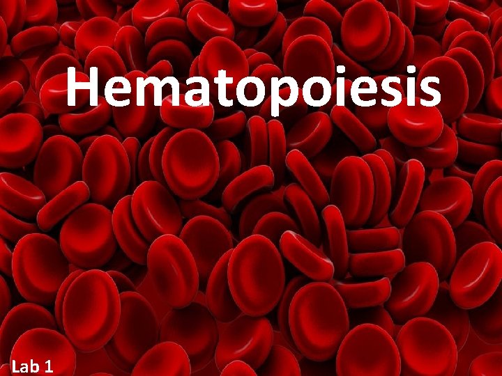 Hematopoiesis Lab 1 