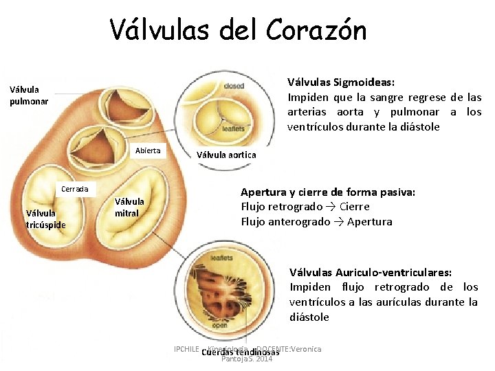 Válvulas del Corazón Válvulas sigmoideas o semilunares: Válvulas • Válvula. Sigmoideas: Aortica: Entre Ventrículo