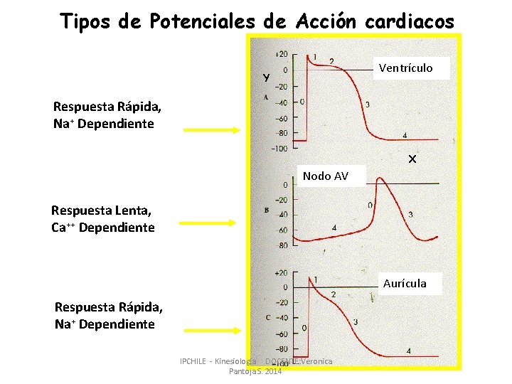 Tipos de Potenciales de Acción cardiacos Ventrículo Y Respuesta Rápida, Na+ Dependiente X Nodo