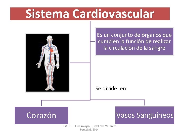 Sistema Cardiovascular Es un conjunto de órganos que cumplen la función de realizar la