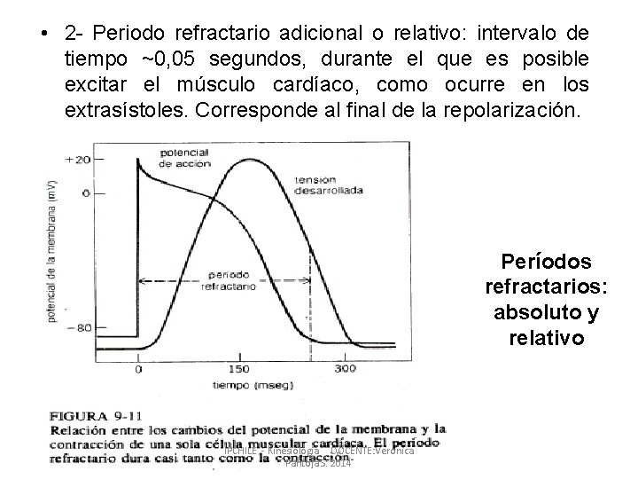  • 2 - Periodo refractario adicional o relativo: intervalo de tiempo ~0, 05