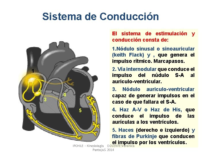 Sistema de Conducción El sistema de estimulación y conducción consta de: 1. Nódulo sinusal