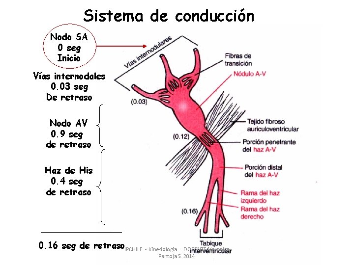 Sistema de conducción Nodo SA 0 seg Inicio Vías internodales 0. 03 seg De