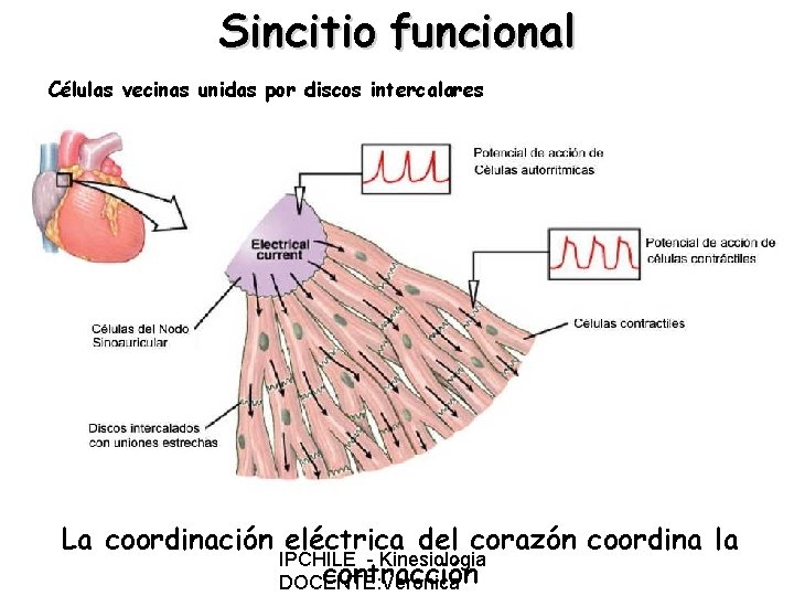 Sincitio funcional Células vecinas unidas por discos intercalares La coordinación eléctrica del corazón coordina