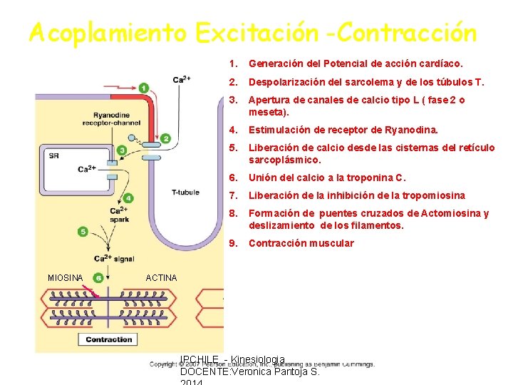Acoplamiento Excitación -Contracción MIOSINA 1. Generación del Potencial de acción cardíaco. 2. Despolarización del