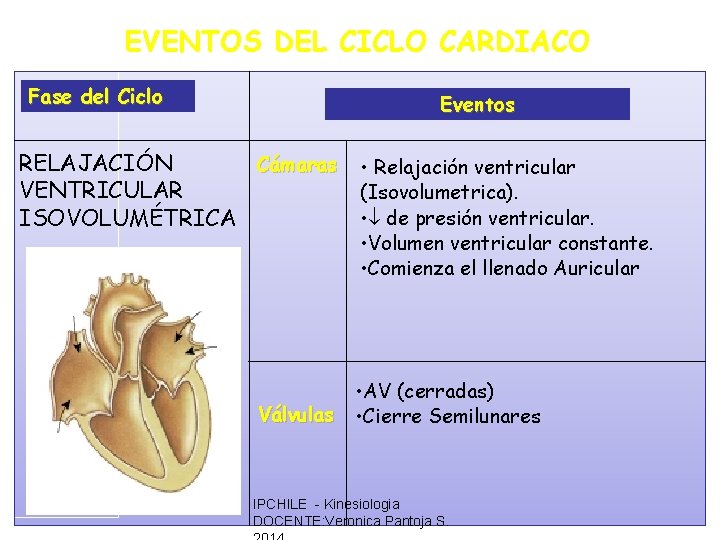 EVENTOS DEL CICLO CARDIACO Fase del Ciclo Eventos RELAJACIÓN Cámaras • Relajación ventricular VENTRICULAR