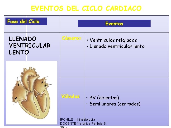 EVENTOS DEL CICLO CARDIACO Fase del Ciclo LLENADO VENTRICULAR LENTO Eventos Cámara • Ventrículos