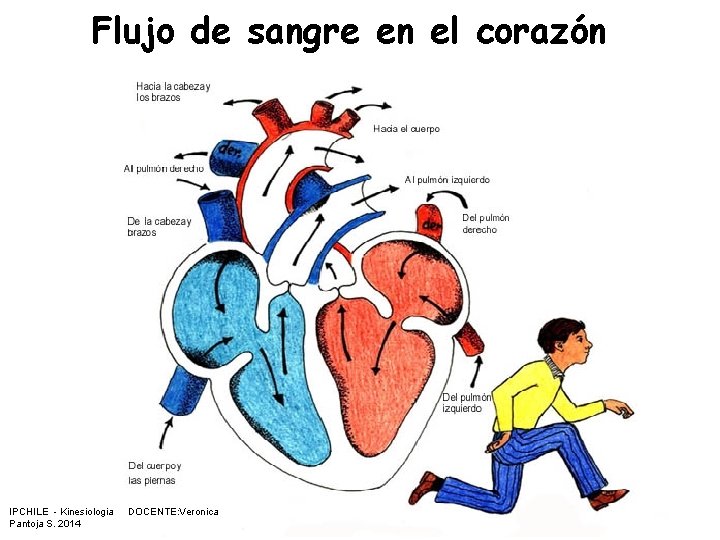 Flujo de sangre en el corazón IPCHILE - Kinesiologia Pantoja S. 2014 DOCENTE: Veronica