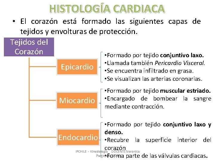 HISTOLOGÍA CARDIACA • El corazón está formado las siguientes capas de tejidos y envolturas