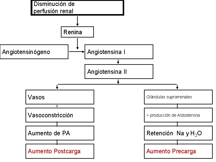 Disminución de perfusión renal Renina Angiotensinógeno Angiotensina II Vasos Glándulas suprarrenales Vasoconstricción > producción
