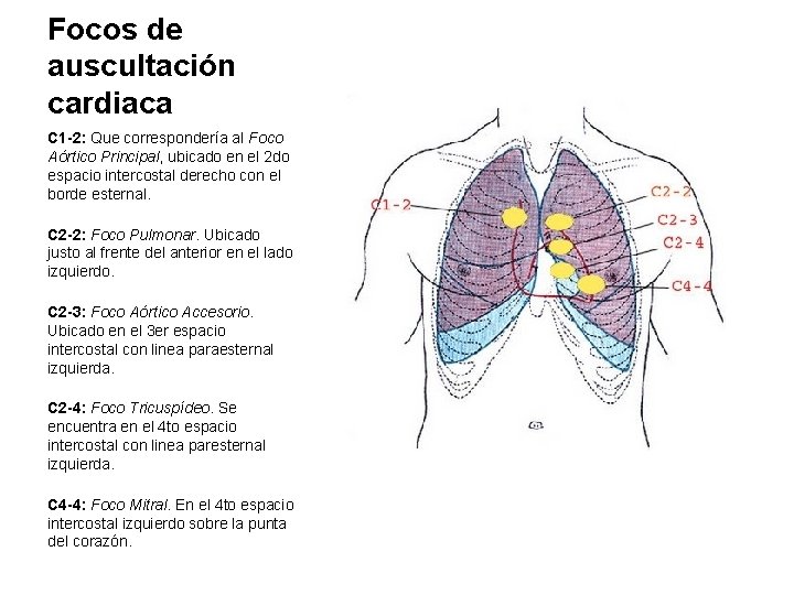 Focos de auscultación cardiaca C 1 -2: Que correspondería al Foco Aórtico Principal, ubicado