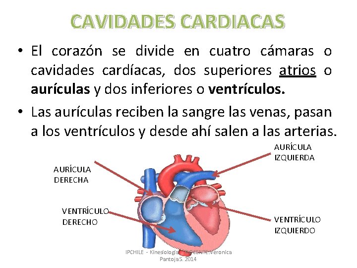 CAVIDADES CARDIACAS • El corazón se divide en cuatro cámaras o cavidades cardíacas, dos