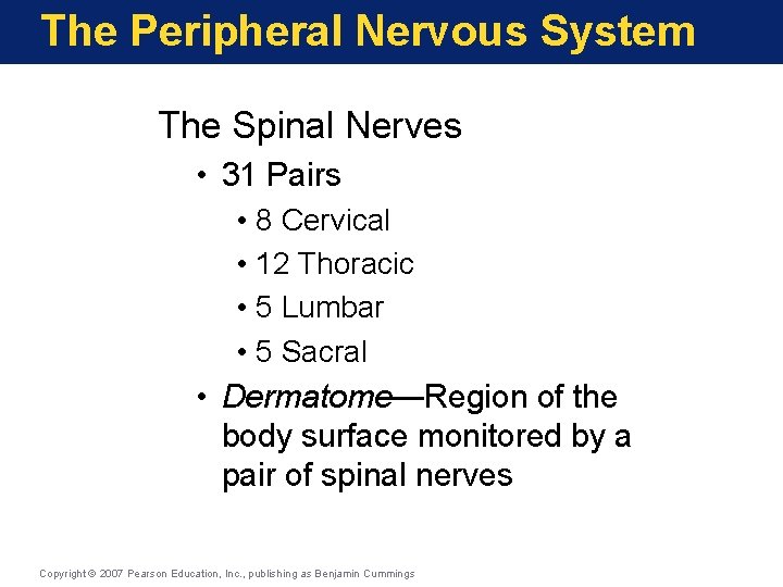 The Peripheral Nervous System The Spinal Nerves • 31 Pairs • 8 Cervical •