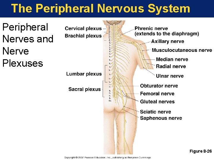 The Peripheral Nervous System Peripheral Nerves and Nerve Plexuses Figure 8 -26 