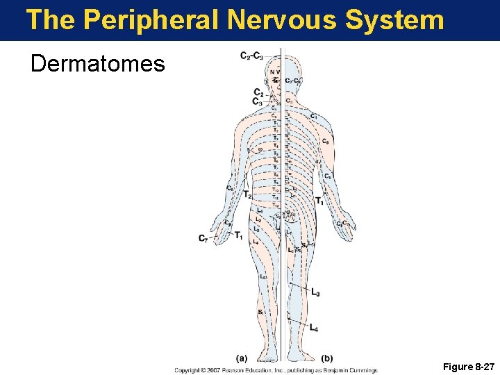 The Peripheral Nervous System Dermatomes Figure 8 -27 