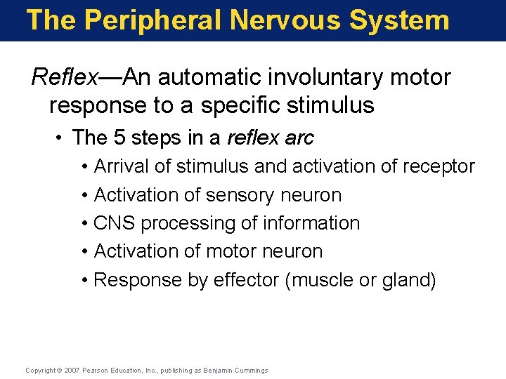 The Peripheral Nervous System Reflex—An automatic involuntary motor response to a specific stimulus •