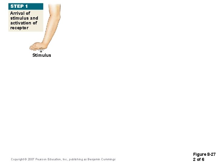 Arrival of stimulus and activation of receptor Stimulus Copyright © 2007 Pearson Education, Inc.