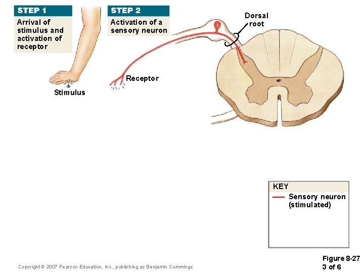 Arrival of stimulus and activation of receptor Activation of a sensory neuron Dorsal root