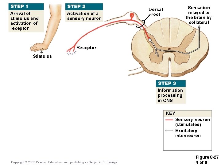 Arrival of stimulus and activation of receptor Activation of a sensory neuron Sensation relayed