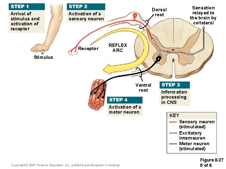 Arrival of stimulus and activation of receptor Activation of a sensory neuron Receptor Sensation