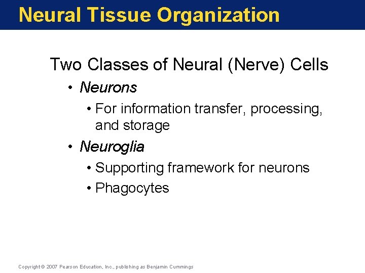 Neural Tissue Organization Two Classes of Neural (Nerve) Cells • Neurons • For information