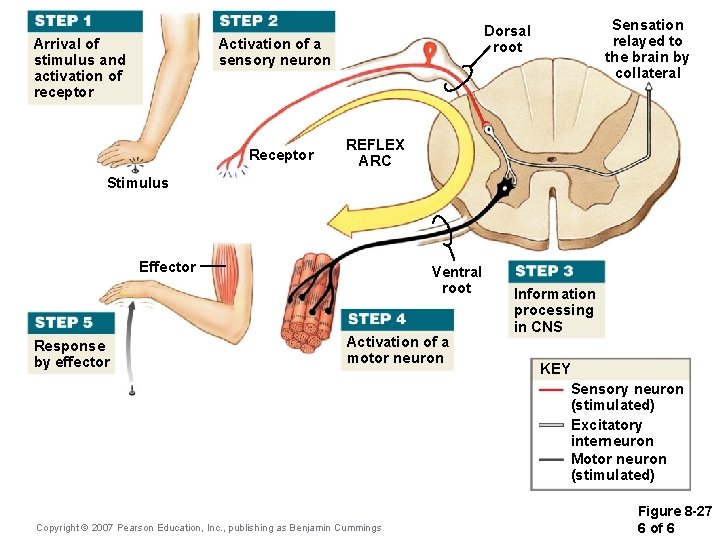 Arrival of stimulus and activation of receptor Activation of a sensory neuron Receptor Sensation