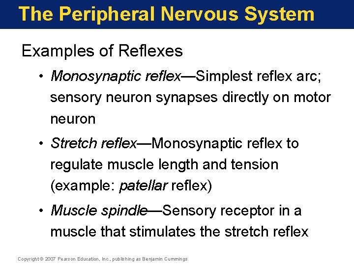 The Peripheral Nervous System Examples of Reflexes • Monosynaptic reflex—Simplest reflex arc; sensory neuron