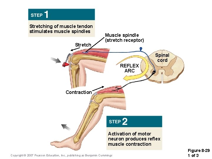 Stretching of muscle tendon stimulates muscle spindles Stretch Muscle spindle (stretch receptor) Spinal cord