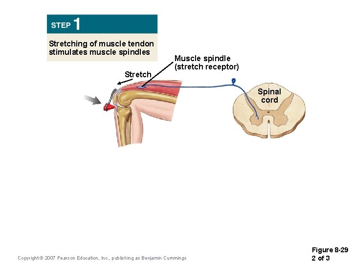 Stretching of muscle tendon stimulates muscle spindles Stretch Muscle spindle (stretch receptor) Spinal cord