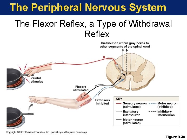 The Peripheral Nervous System The Flexor Reflex, a Type of Withdrawal Reflex Figure 8