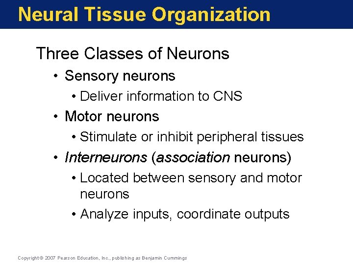 Neural Tissue Organization Three Classes of Neurons • Sensory neurons • Deliver information to
