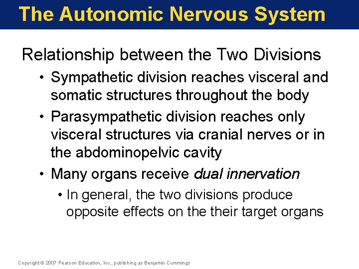 The Autonomic Nervous System Relationship between the Two Divisions • Sympathetic division reaches visceral