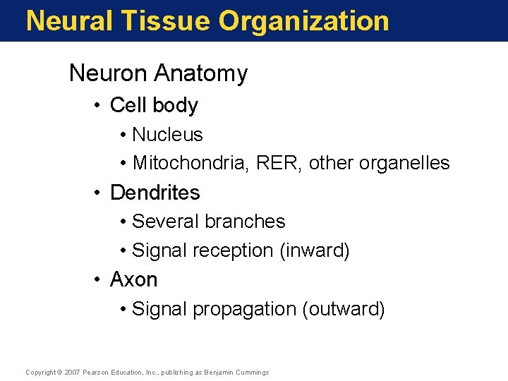 Neural Tissue Organization Neuron Anatomy • Cell body • Nucleus • Mitochondria, RER, other