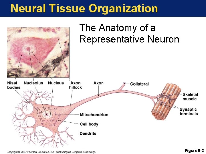 Neural Tissue Organization The Anatomy of a Representative Neuron Figure 8 -2 