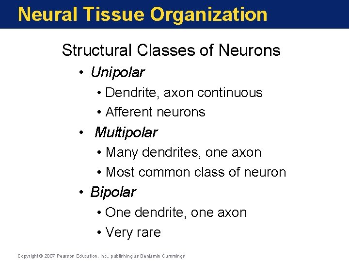 Neural Tissue Organization Structural Classes of Neurons • Unipolar • Dendrite, axon continuous •