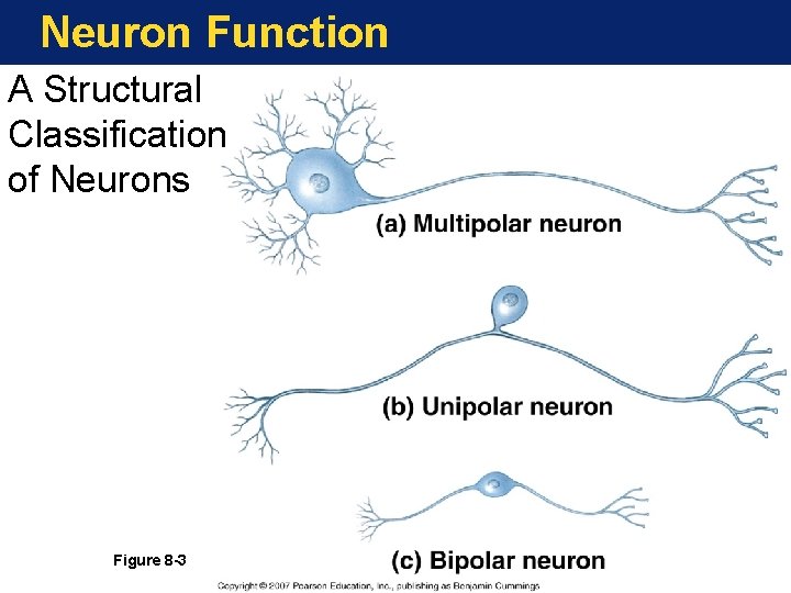 Neuron Function A Structural Classification of Neurons Figure 8 -3 
